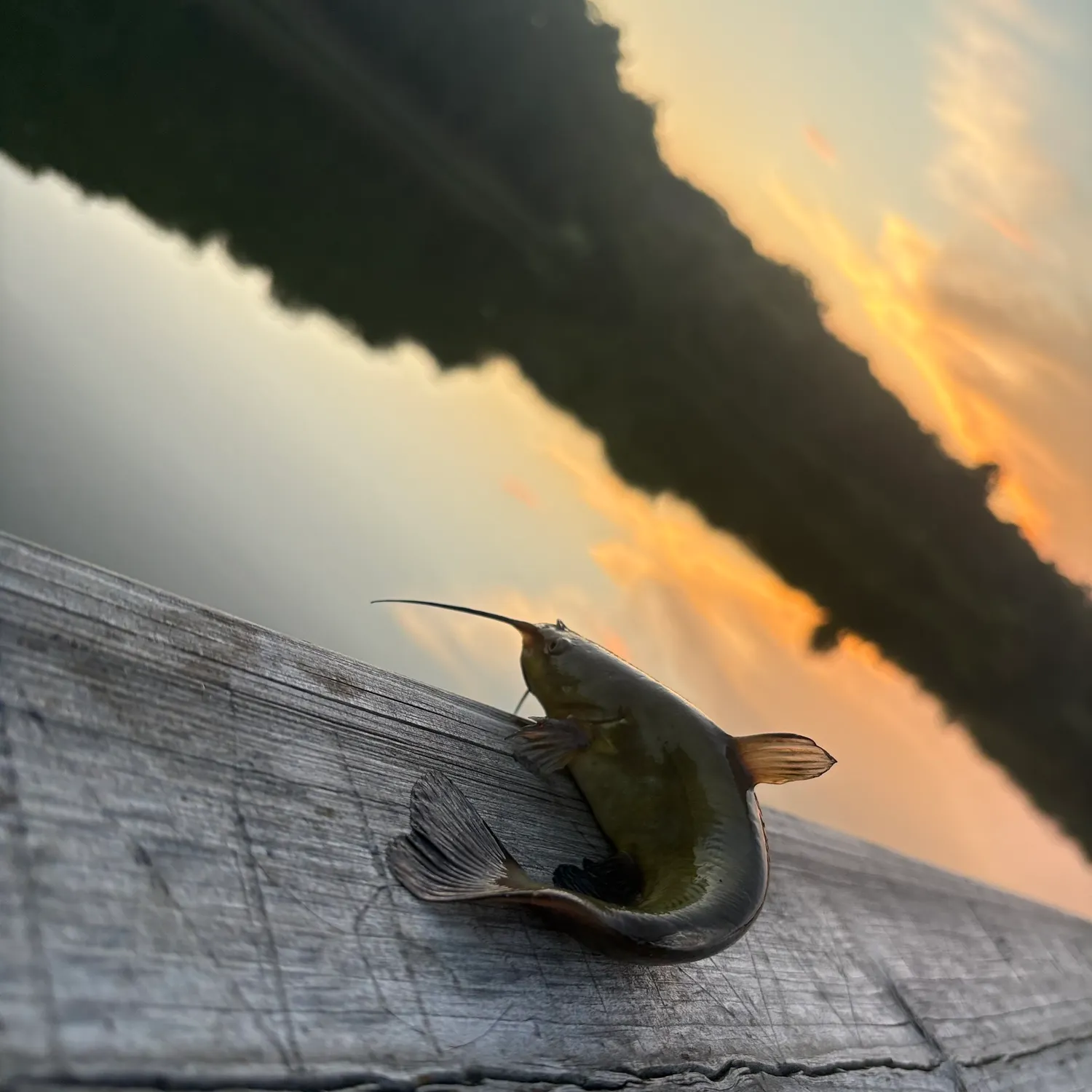 Yellow bullhead caught on Fishbrain