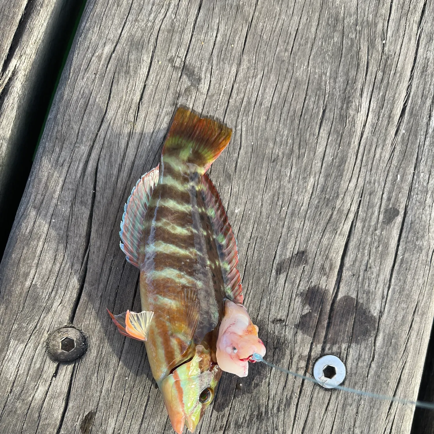The most recent Tripletail wrasse catches on Fishbrain