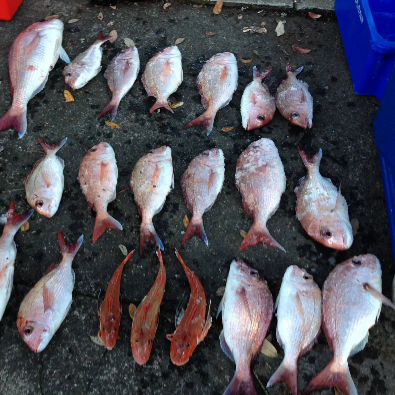 recently logged catches