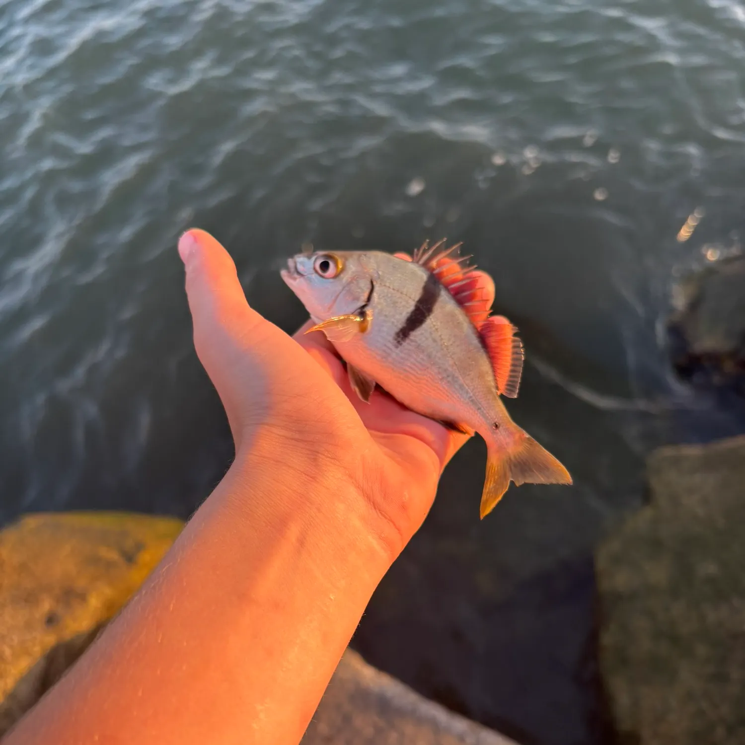 The most recent Sargo catches on Fishbrain