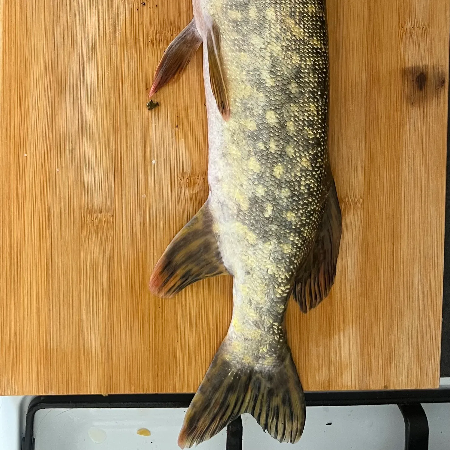 Northern pike caught on Fishbrain