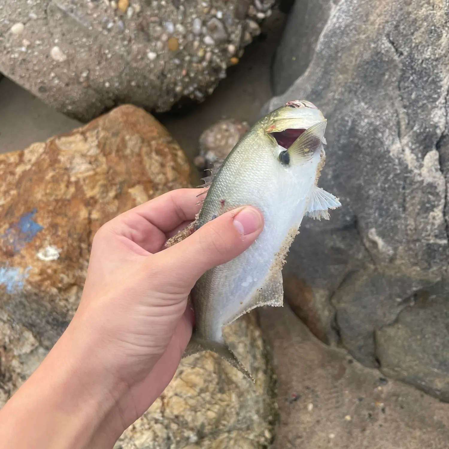 Bluefish caught on Fishbrain