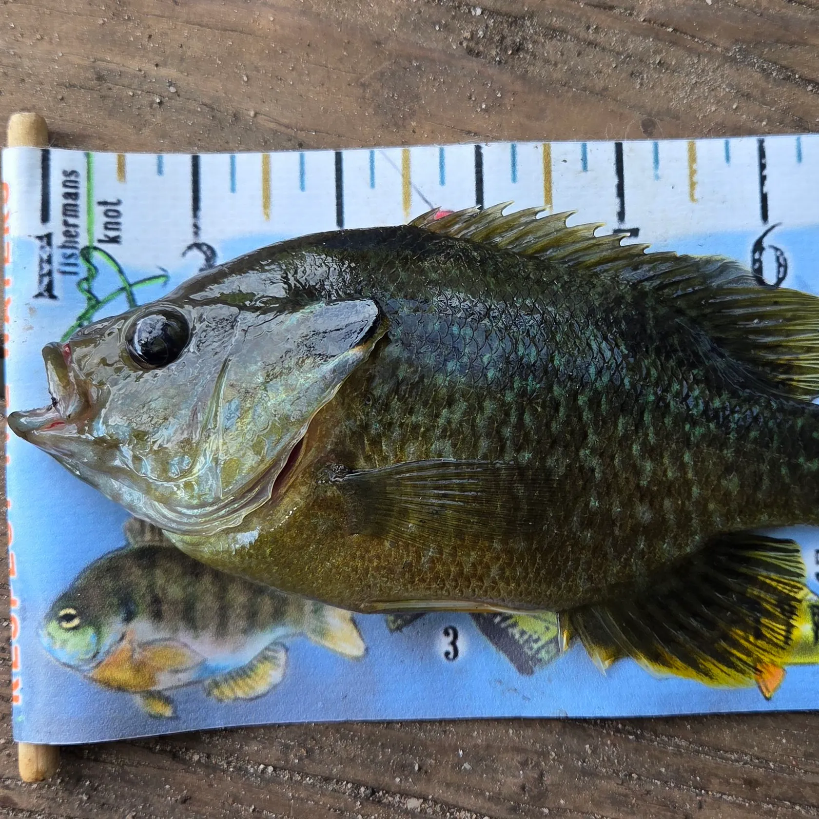 Greengill hybrid caught on Fishbrain
