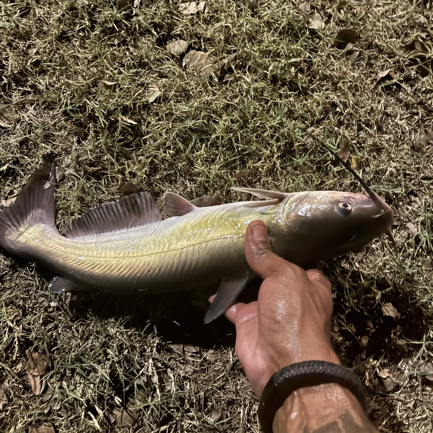 Channel catfish caught on Fishbrain