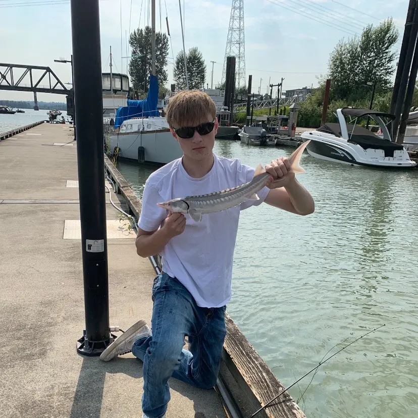 White sturgeon caught on Fishbrain