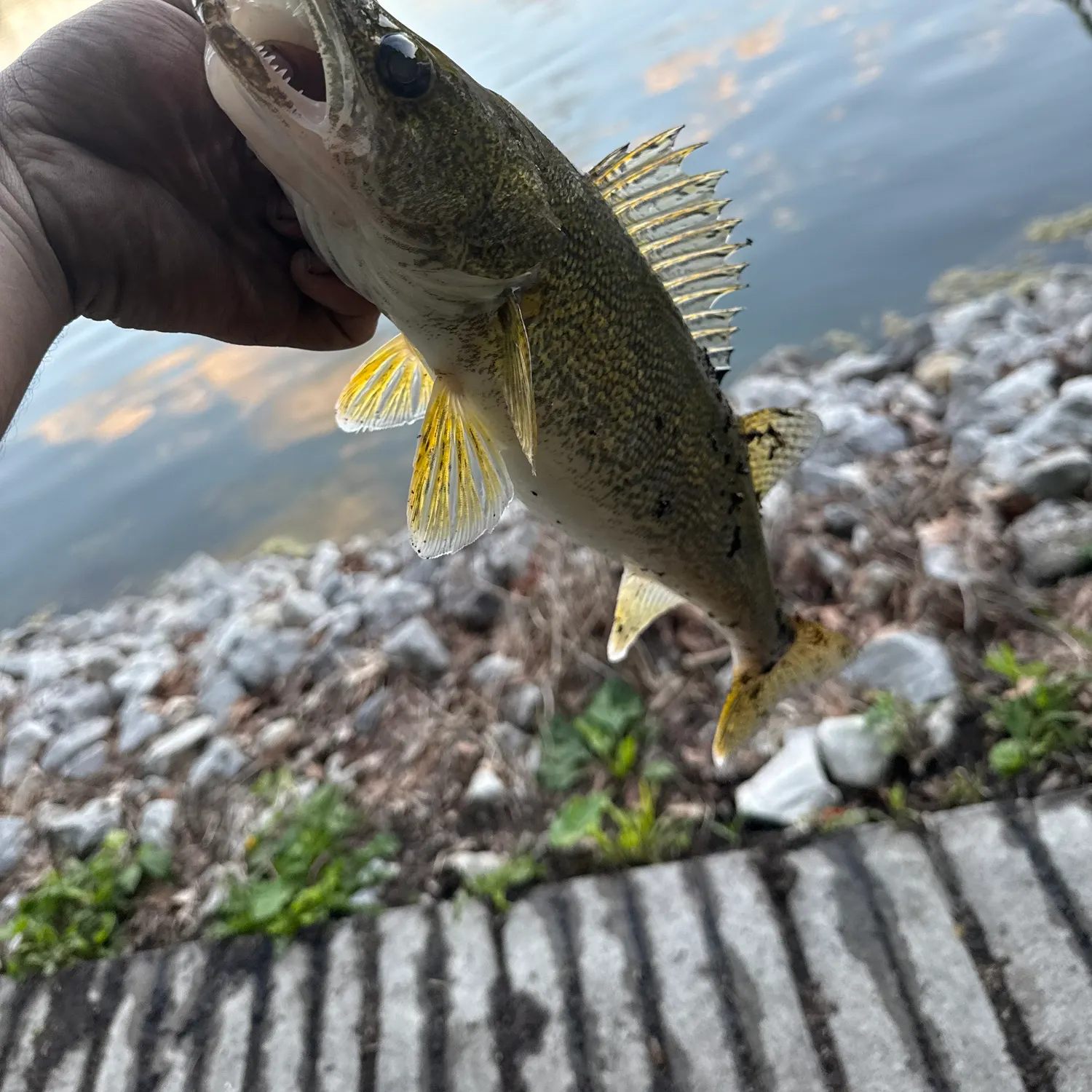 catch