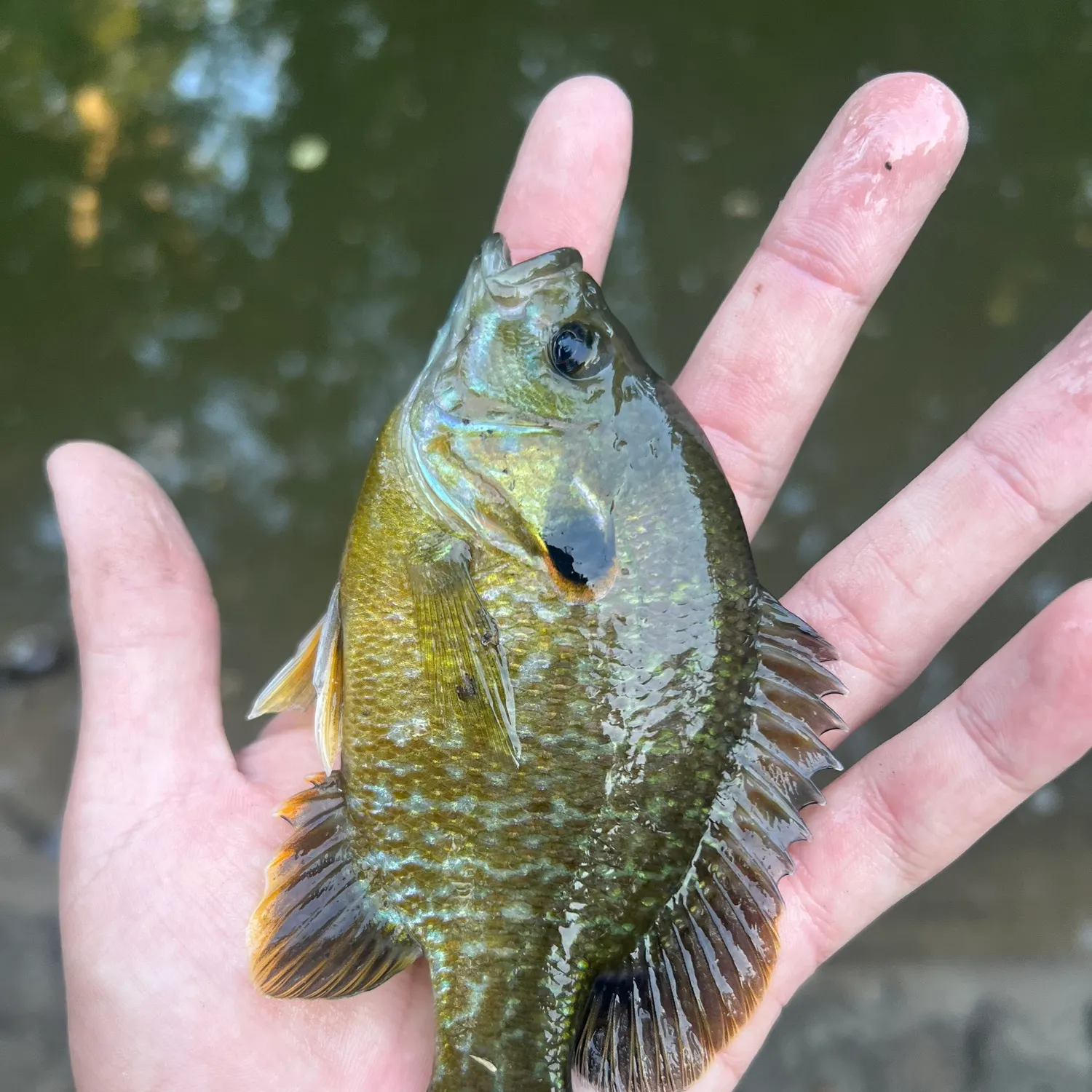 Greengill hybrid caught on Fishbrain