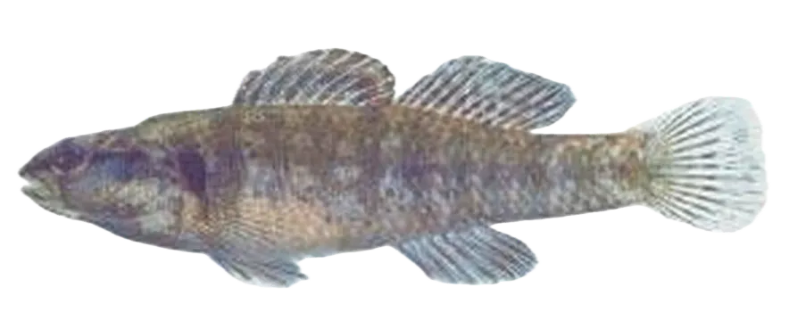Okaloosa darter