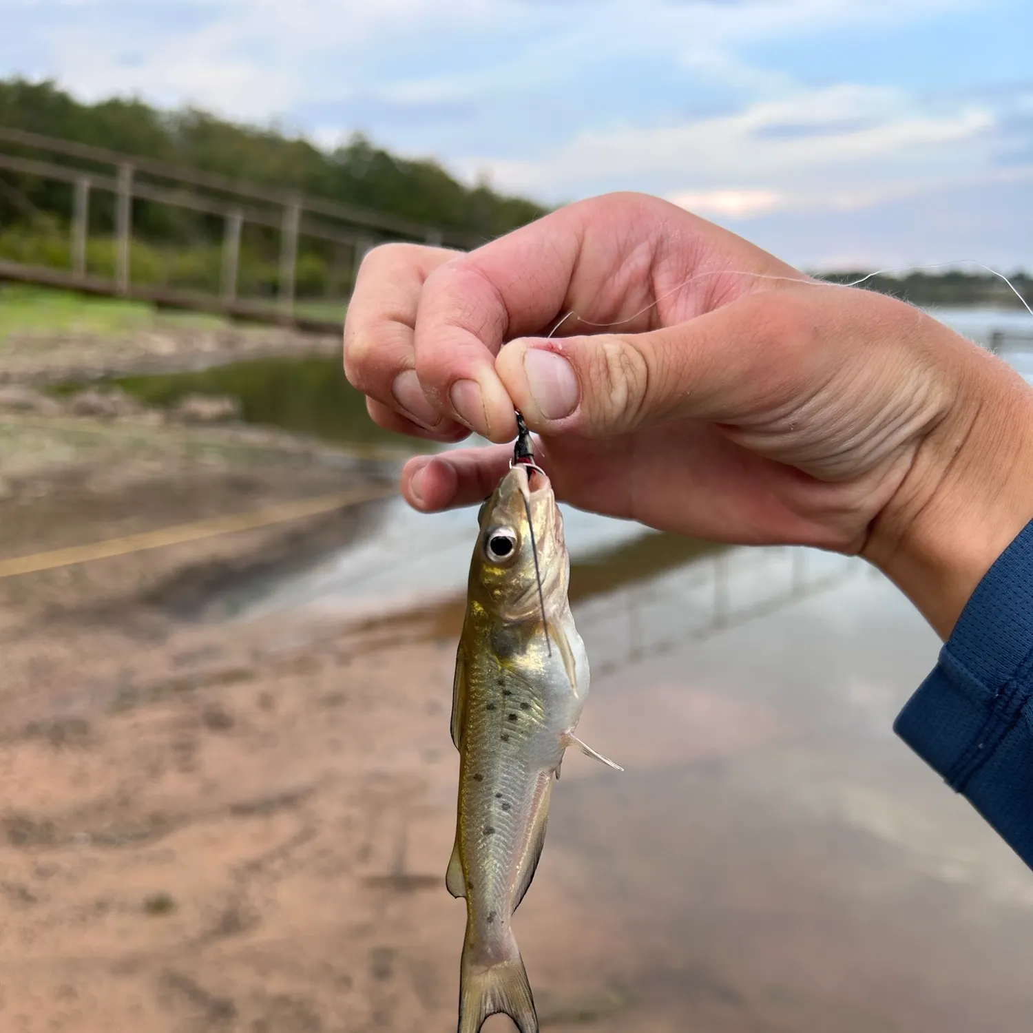 Channel catfish caught on Fishbrain
