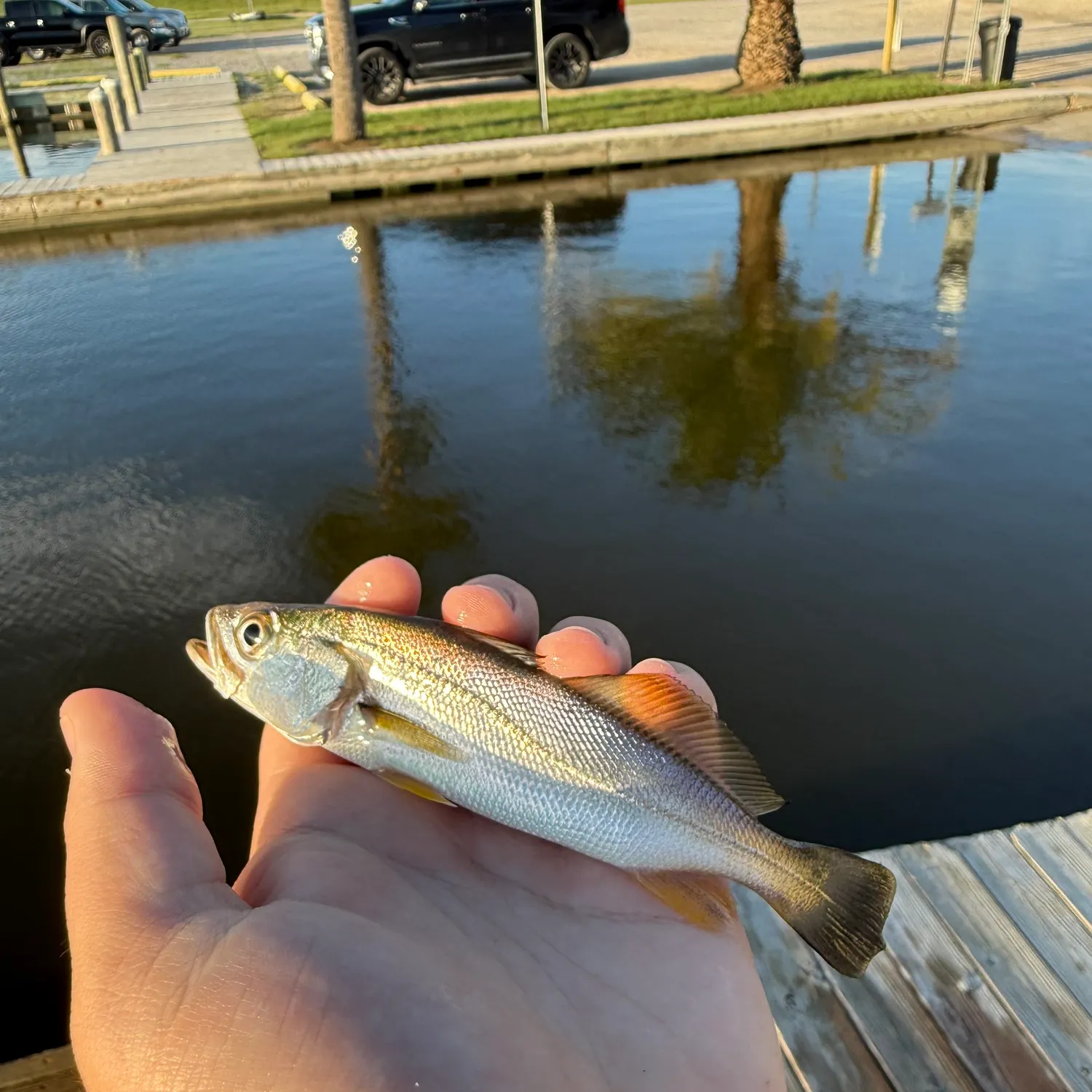 The most recent Sand seatrout catches on Fishbrain