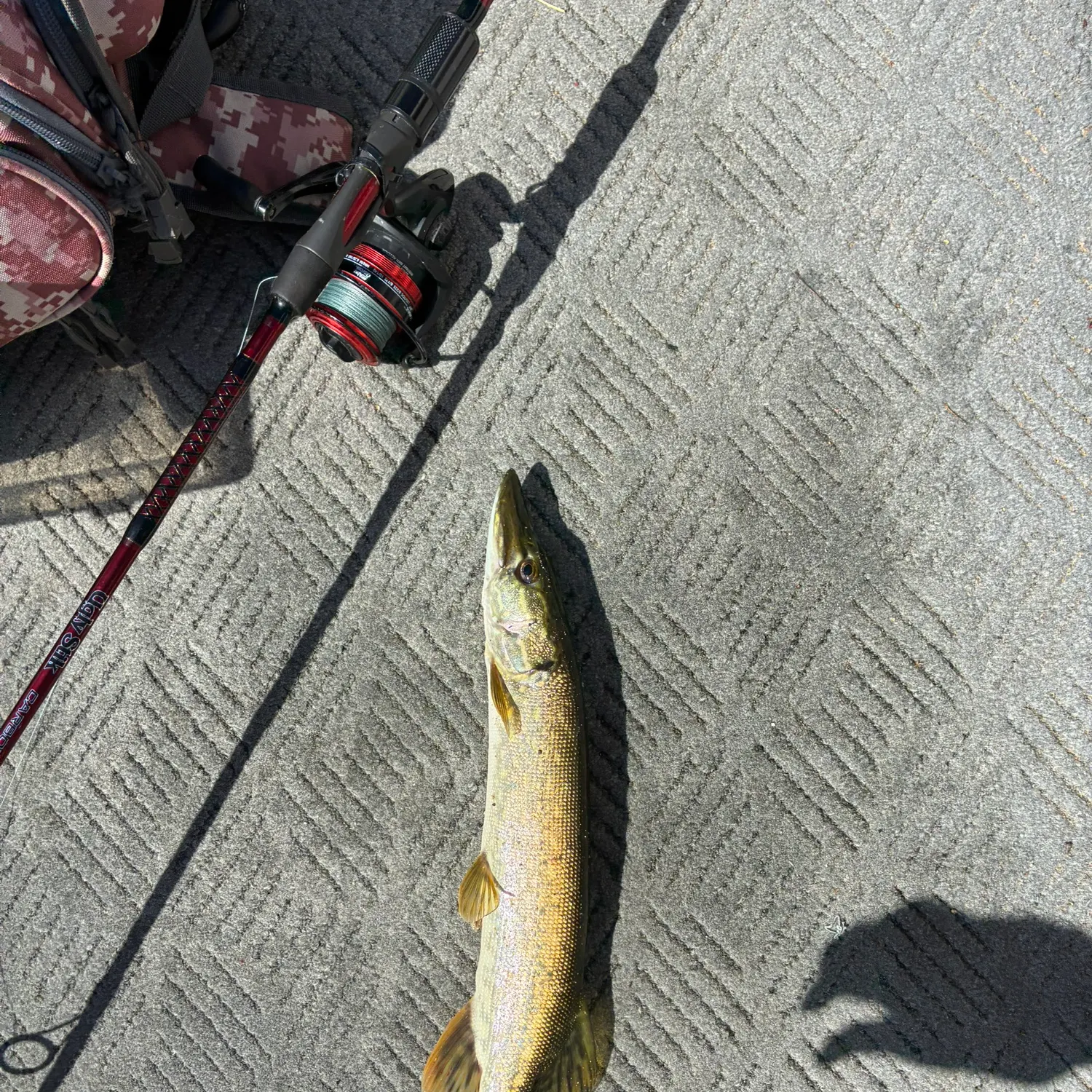 Northern pike caught on Fishbrain