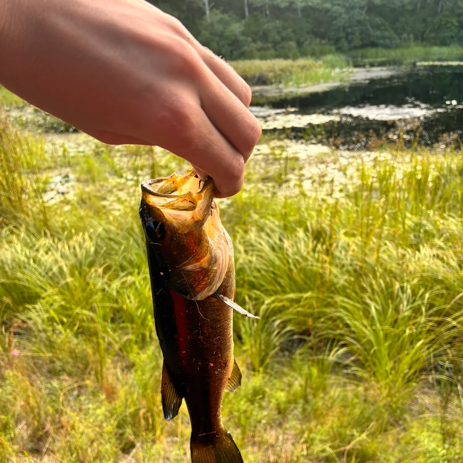 Largemouth bass caught on Fishbrain