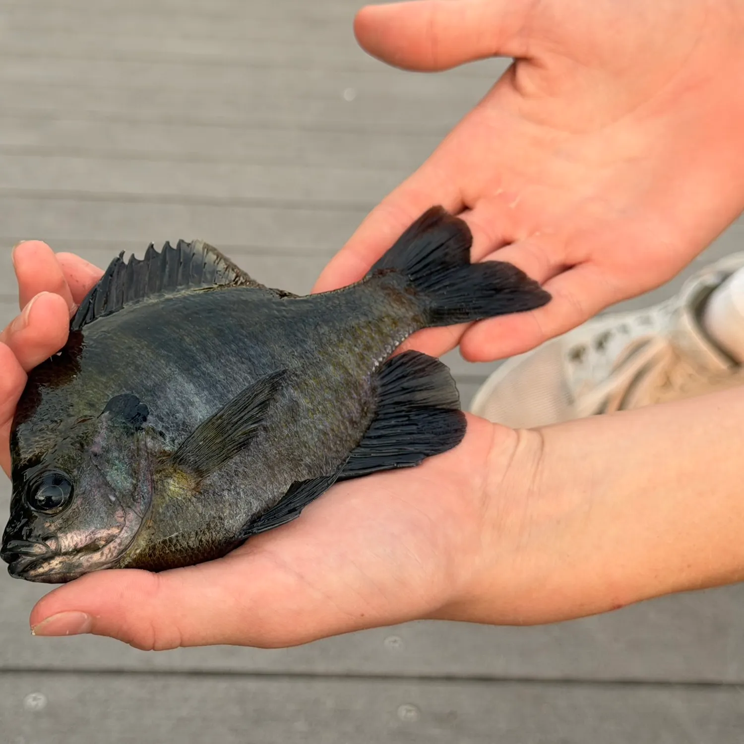 Bluegill caught on Fishbrain