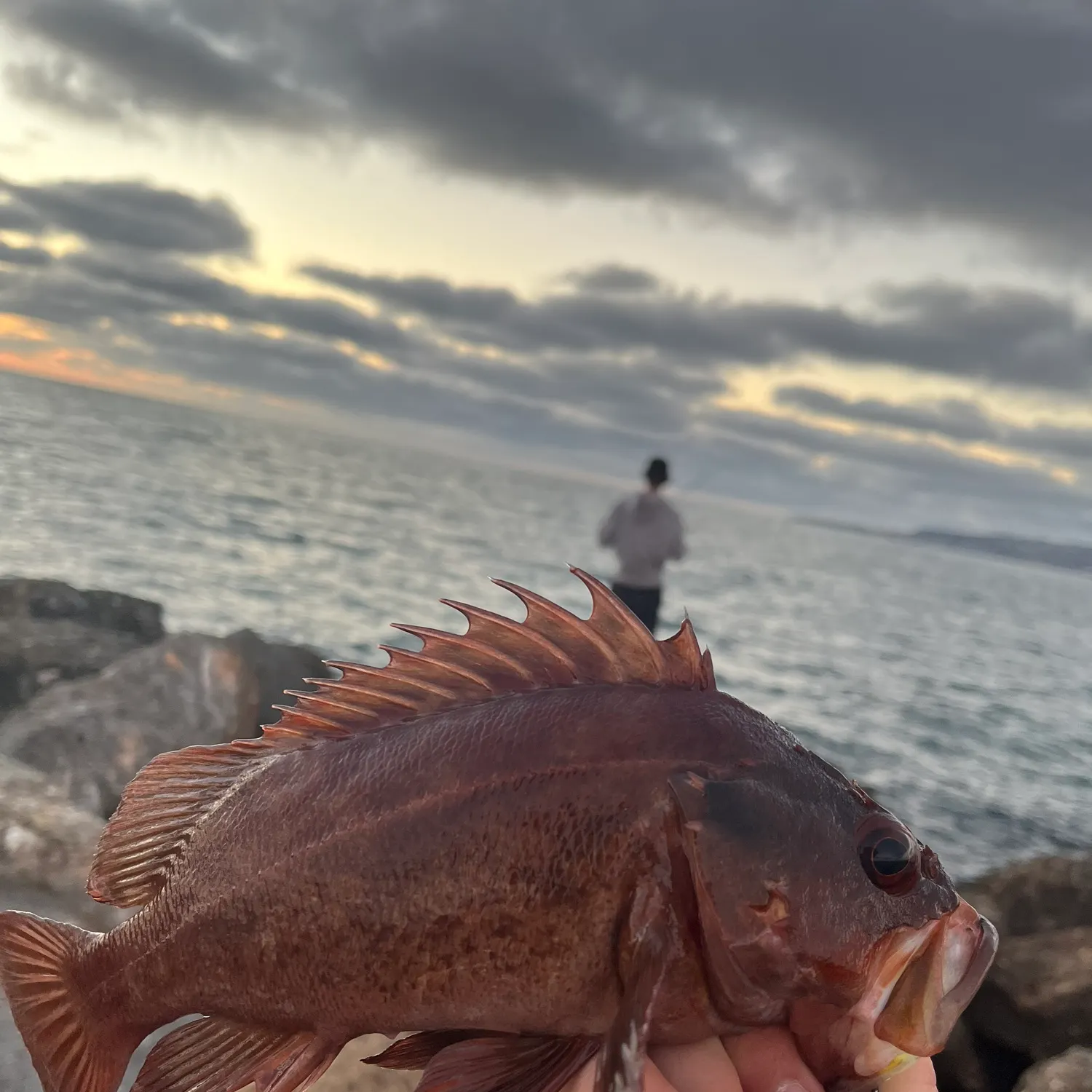 The most recent Brown rockfish catches on Fishbrain