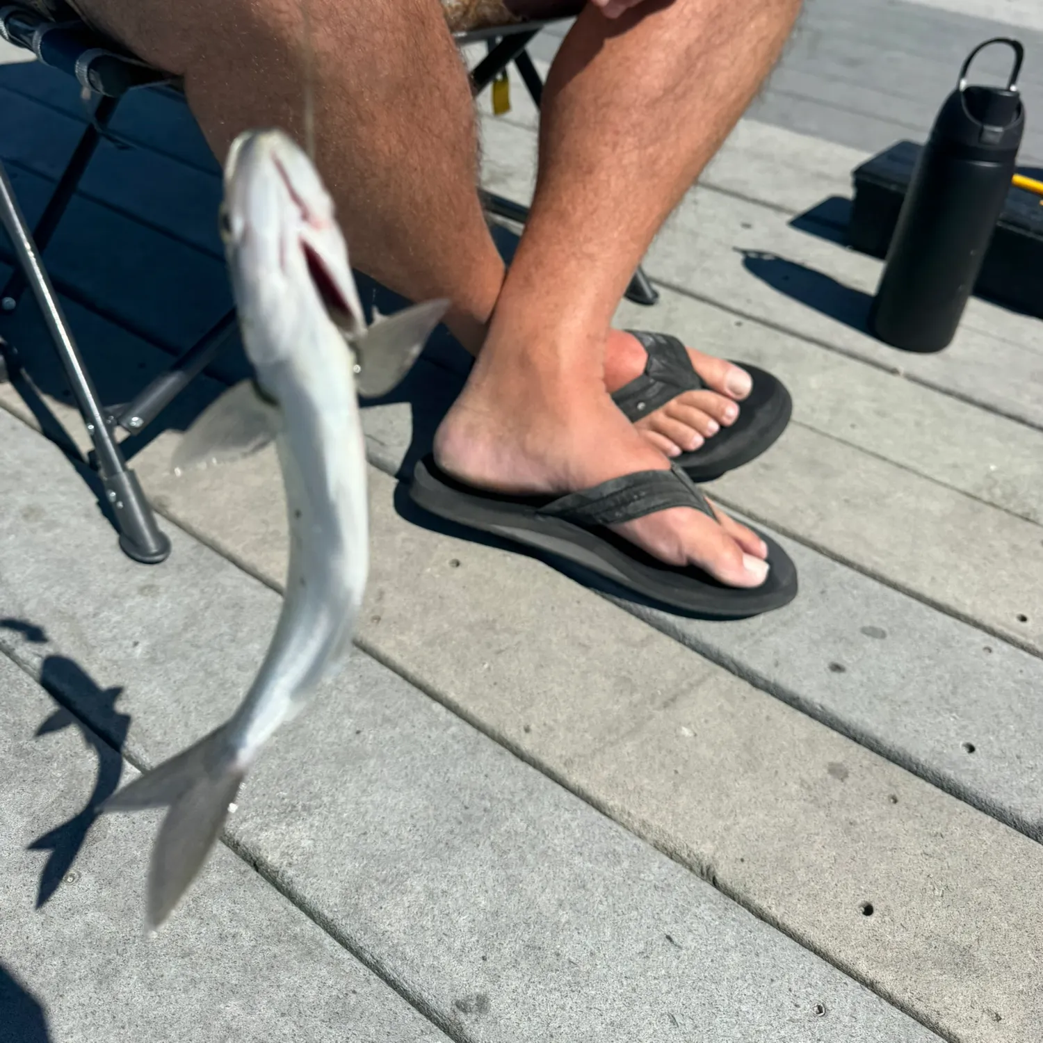 Bluefish caught on Fishbrain