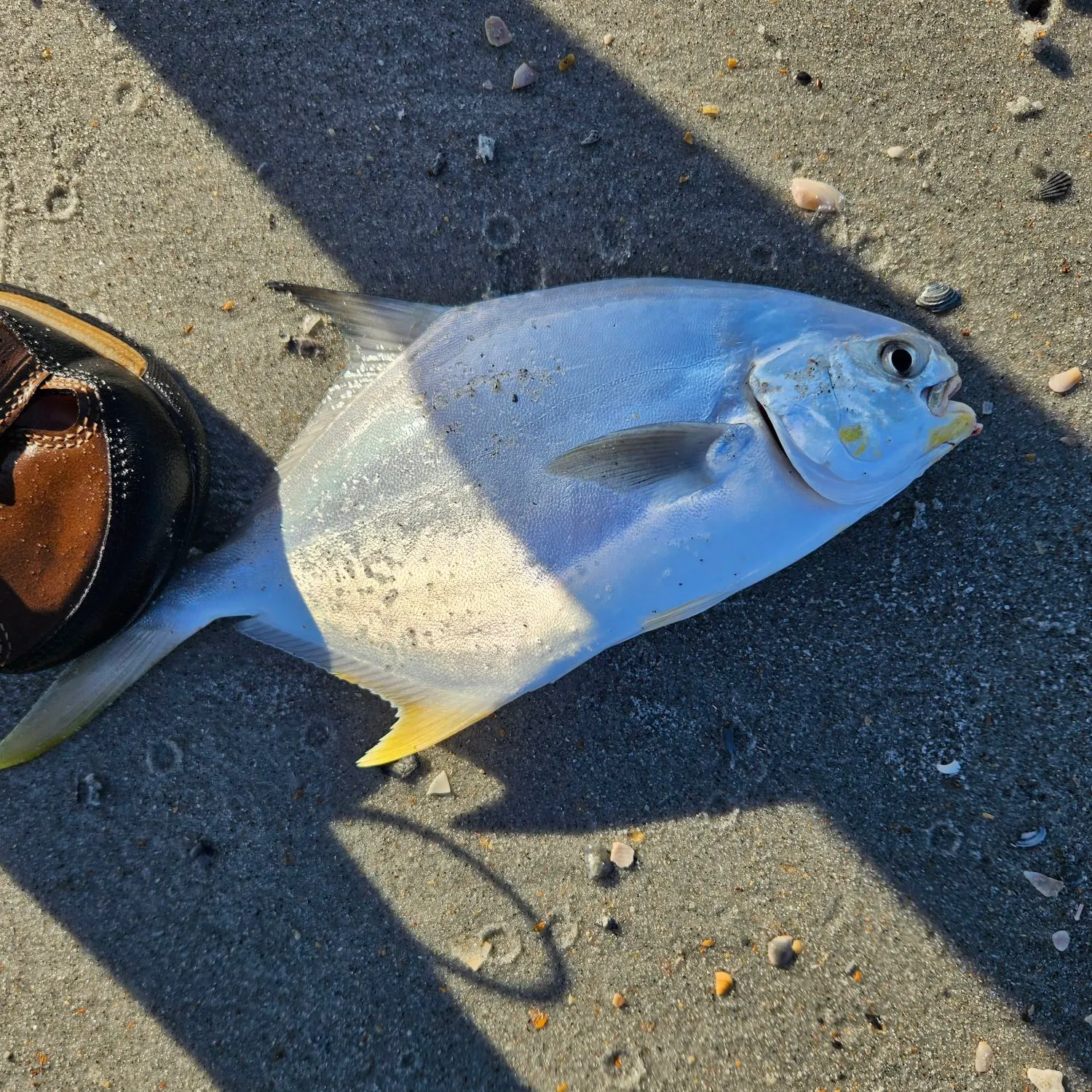 Florida pompano caught on Fishbrain