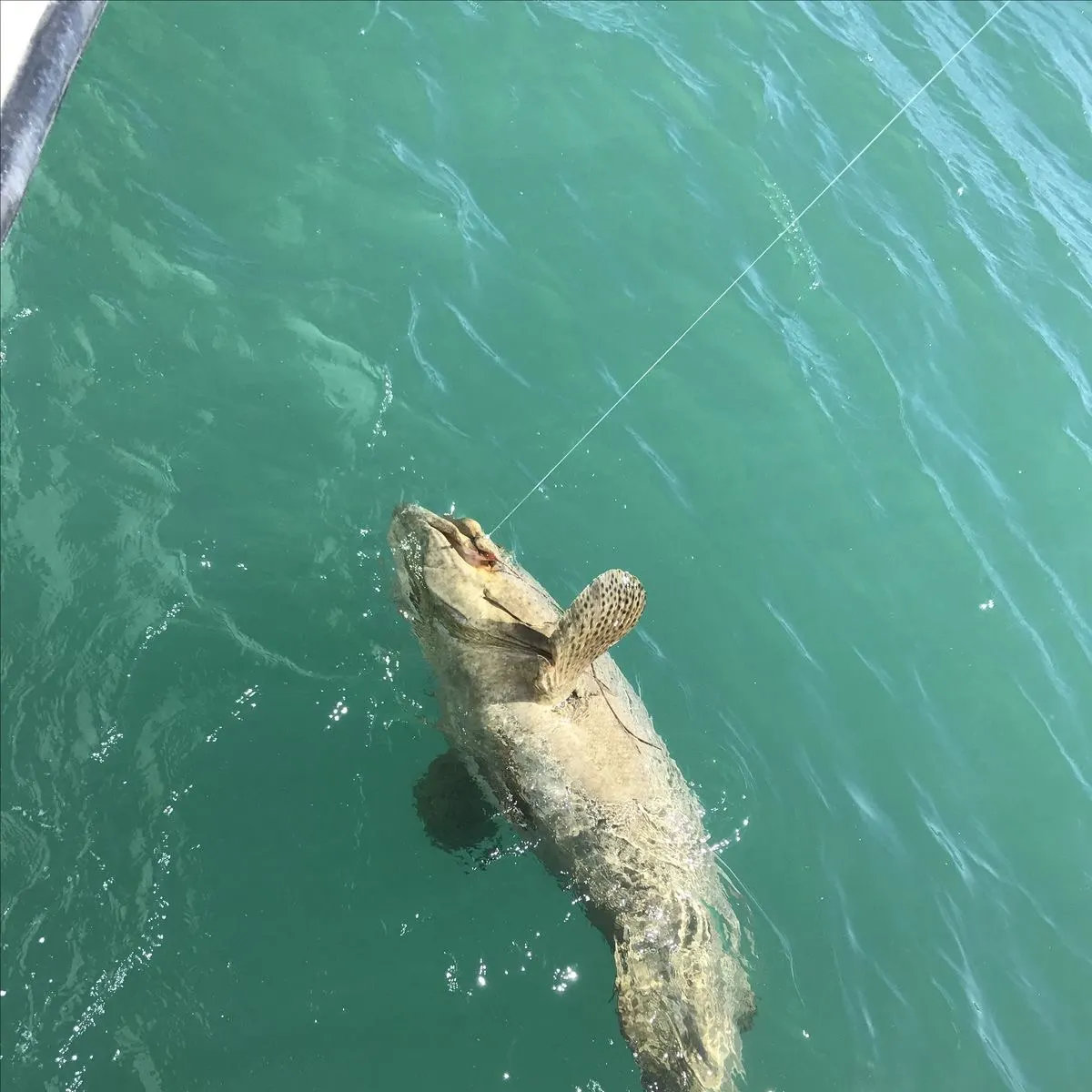 The most recent Gag grouper catches on Fishbrain