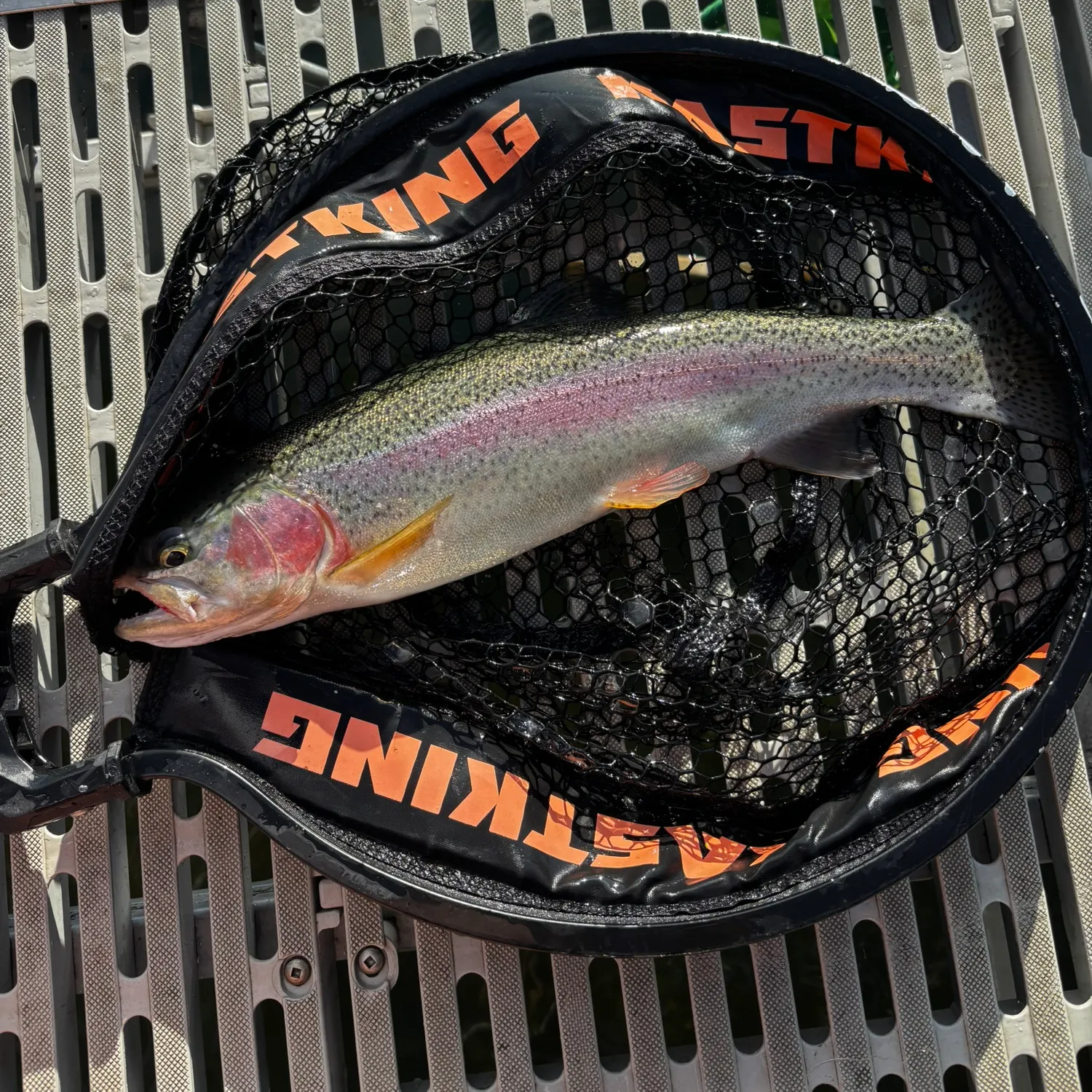 Rainbow trout caught on Fishbrain