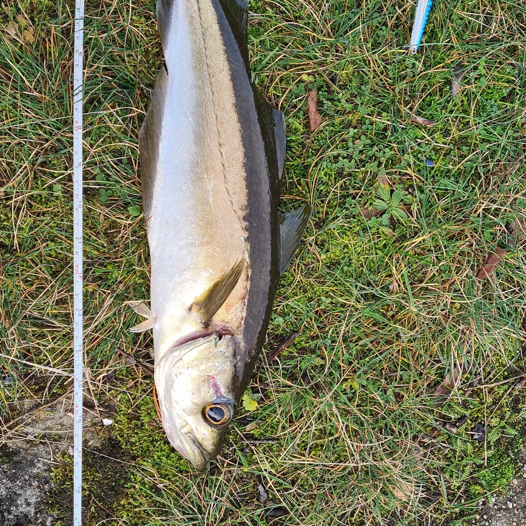 angler catch