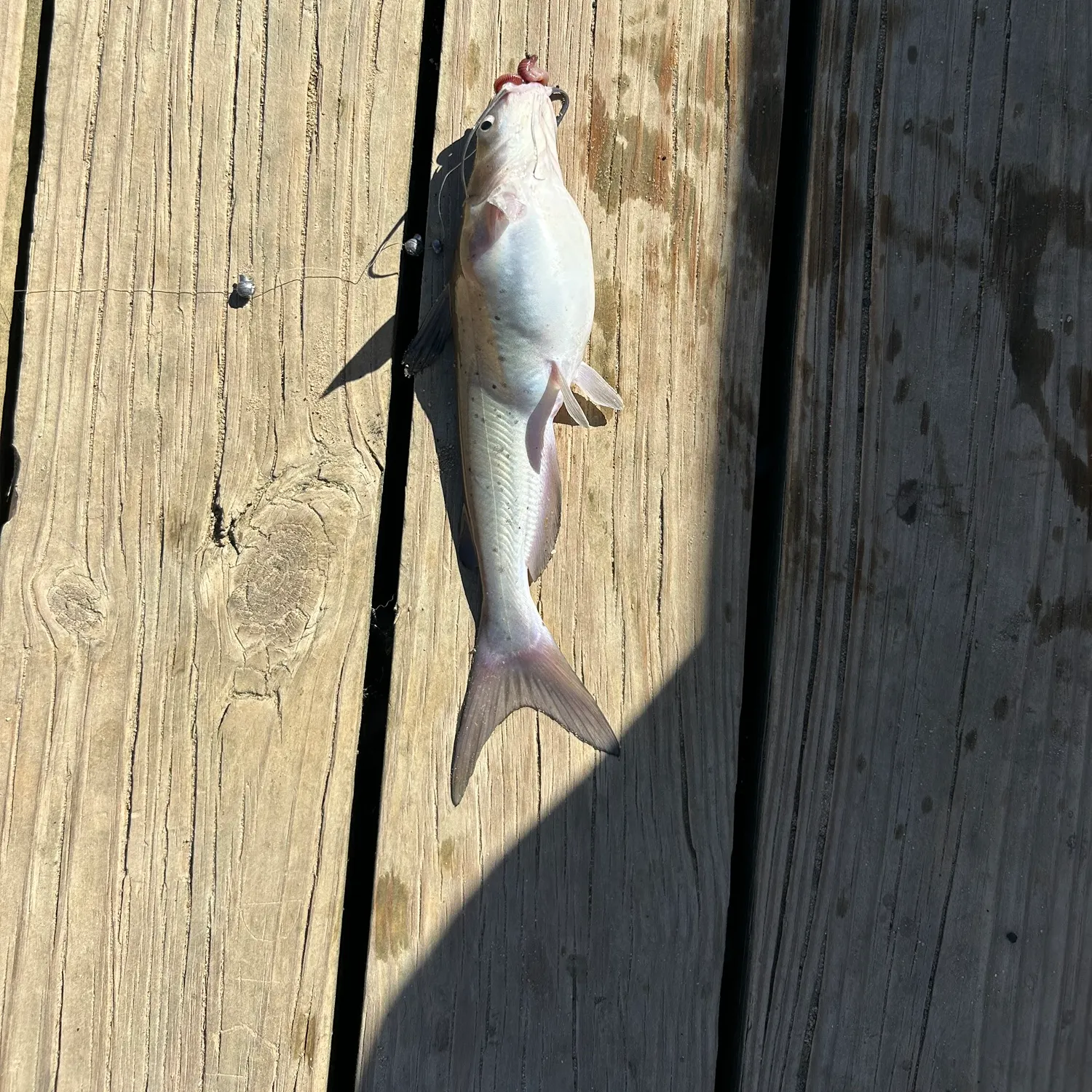 Channel catfish caught on Fishbrain