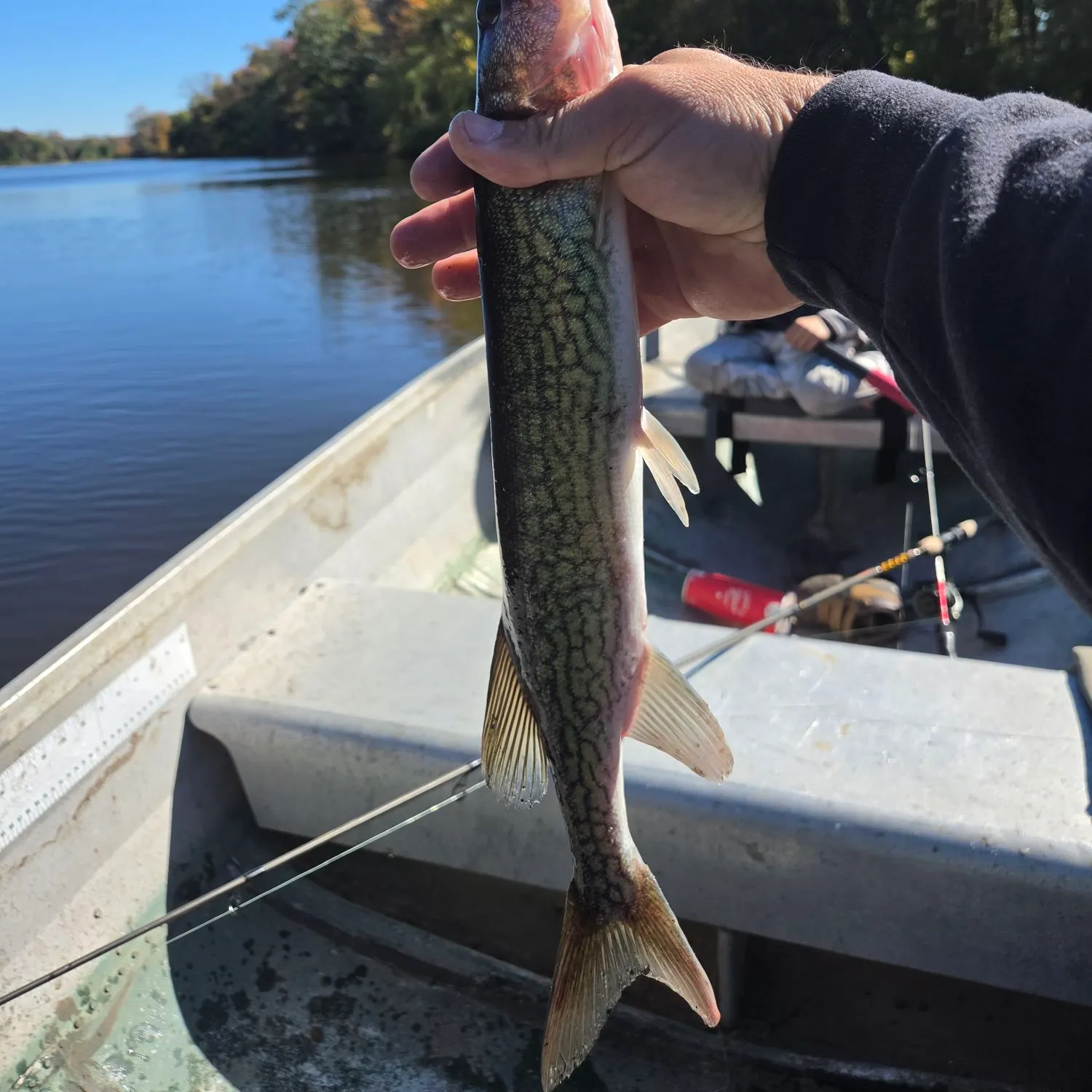 Chain pickerel caught on Fishbrain