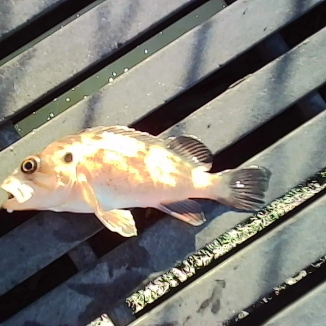 Brown rockfish caught on Fishbrain
