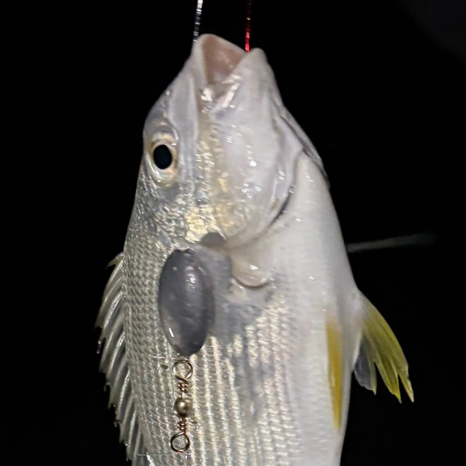 most liked catch image