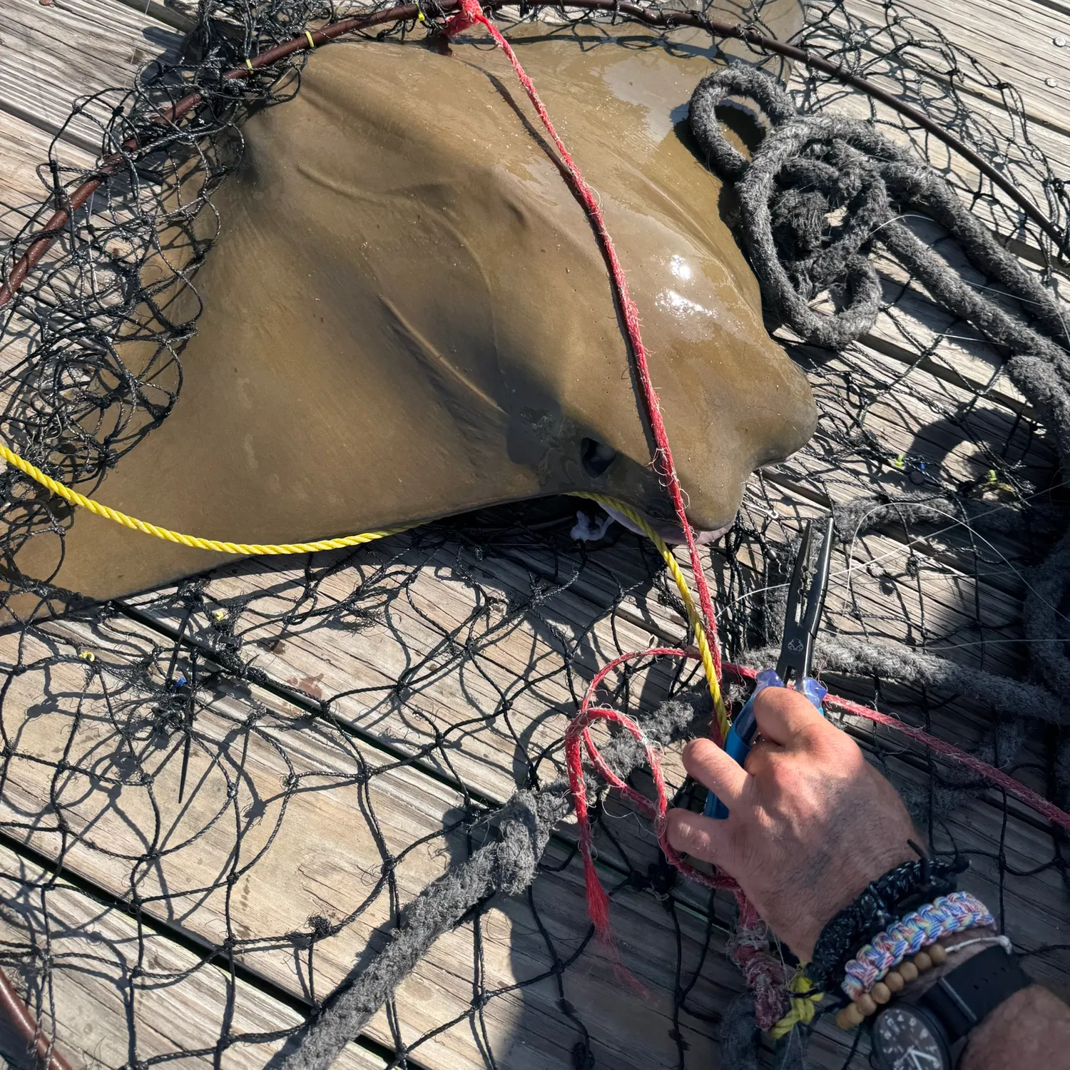 The most recent Cownose Ray catches on Fishbrain