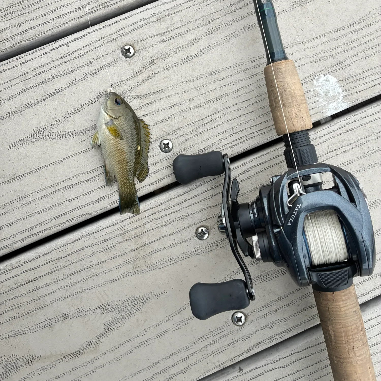 The most recent Opaleye catches on Fishbrain