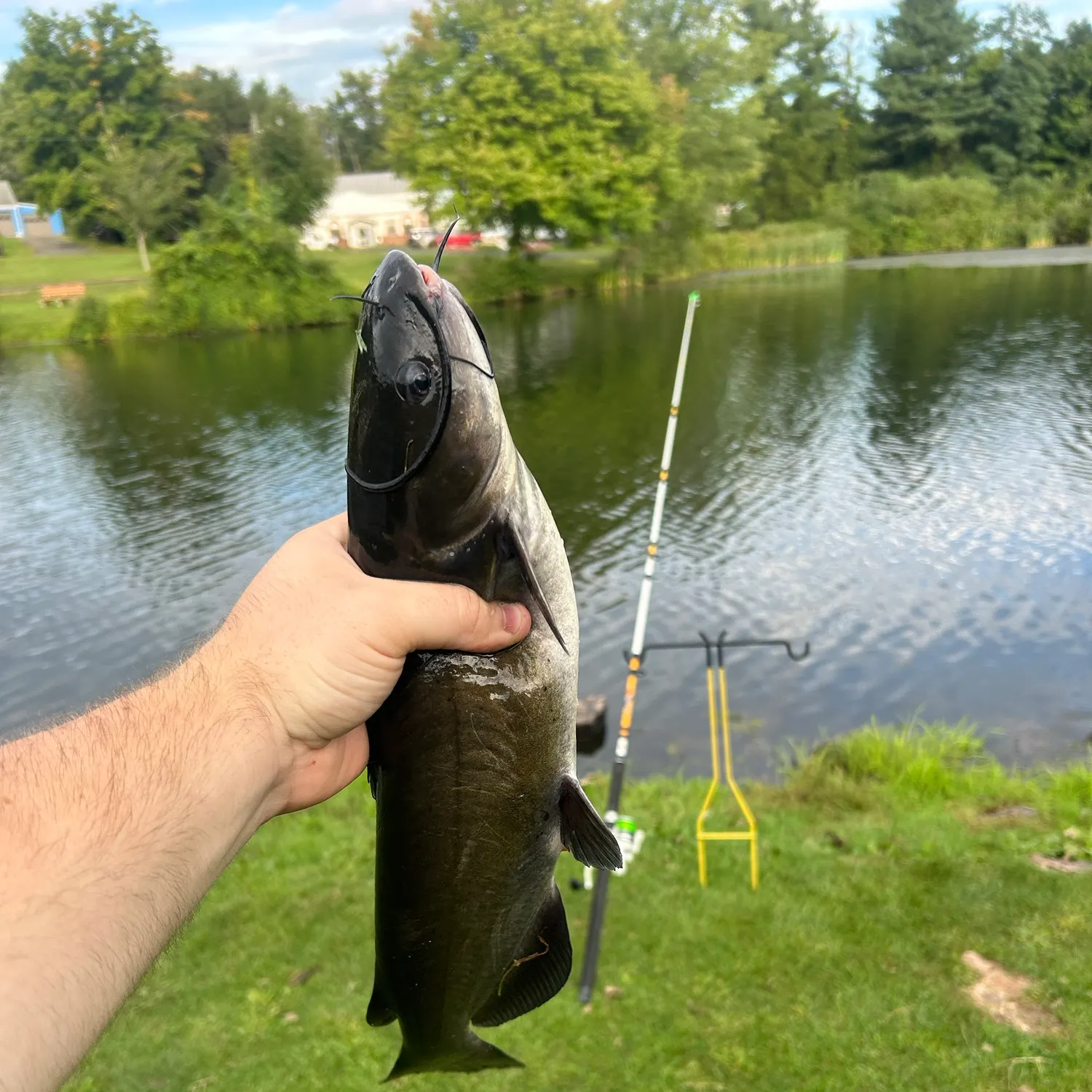 Channel catfish caught on Fishbrain