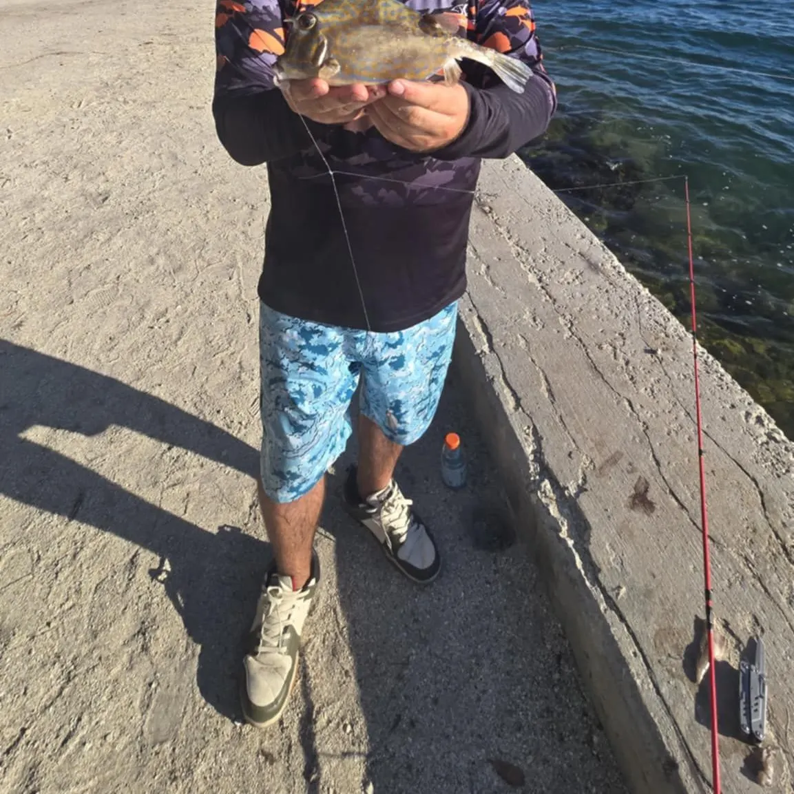 The most recent Scrawled cowfish catches on Fishbrain