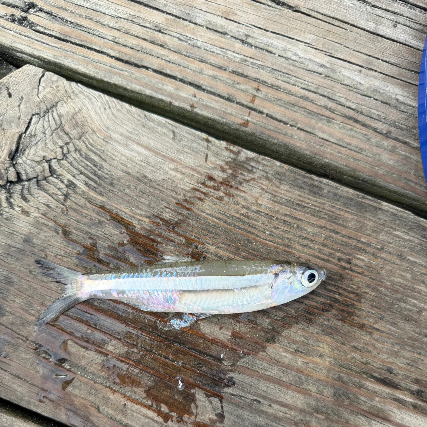 The most recent Bay anchovy catches on Fishbrain