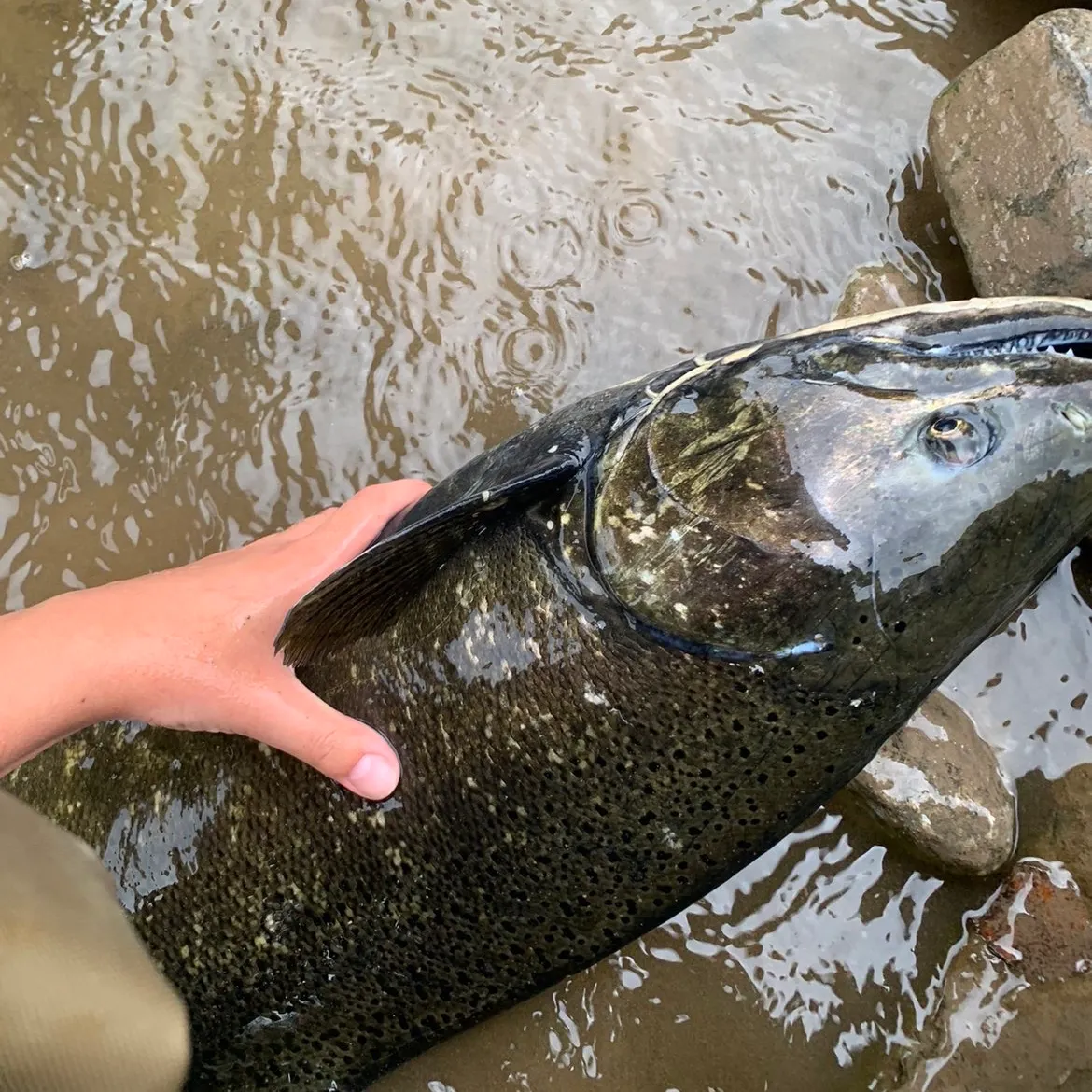 catch