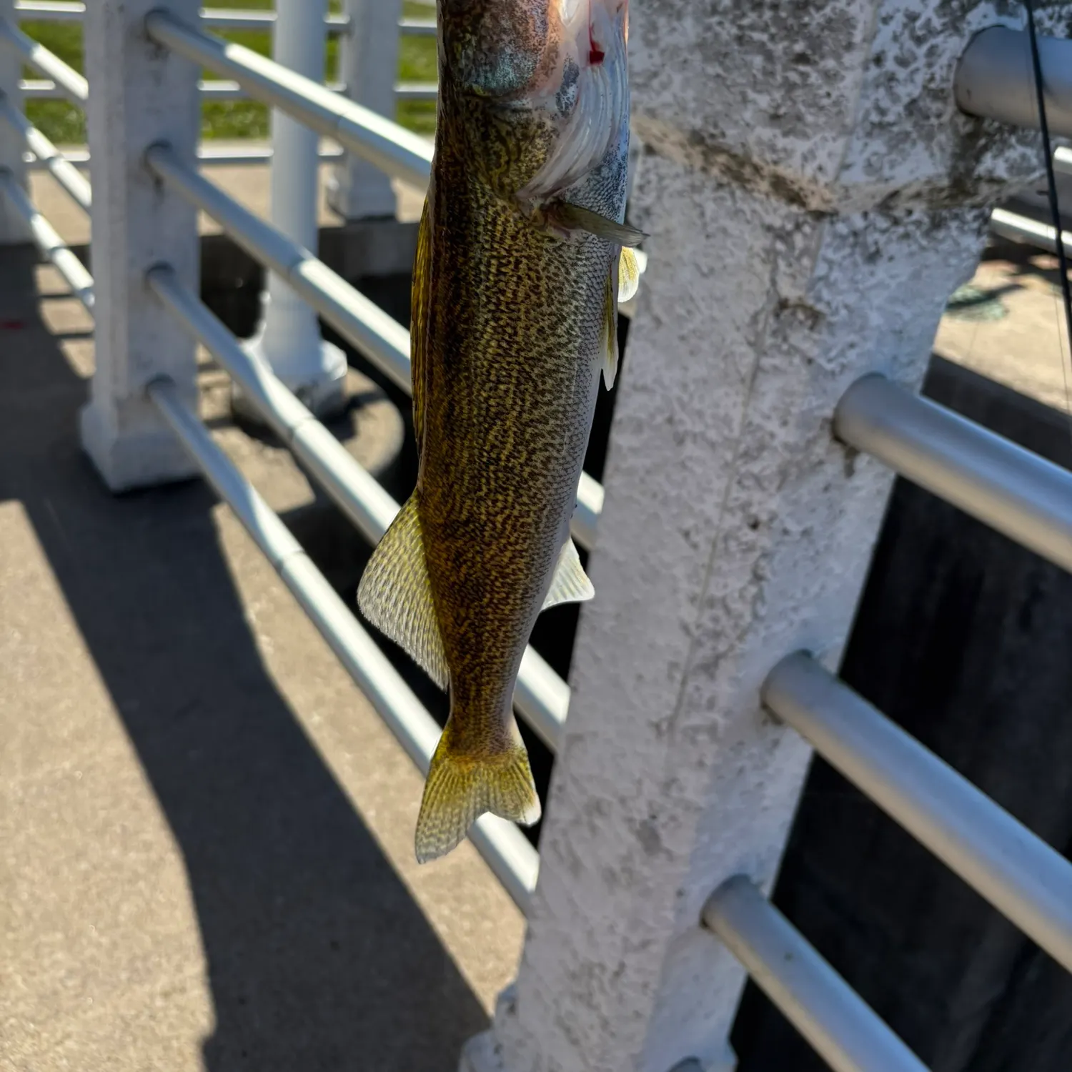 Walleye caught on Fishbrain