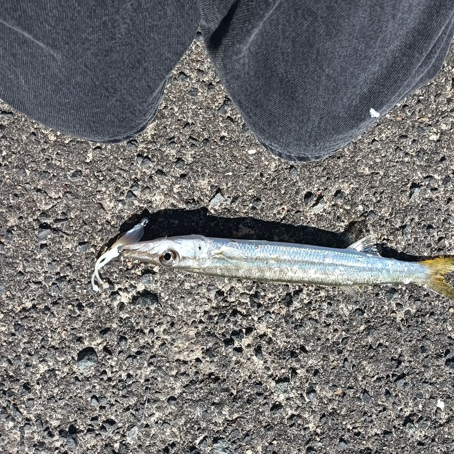 The most recent Australian barracuda catches on Fishbrain