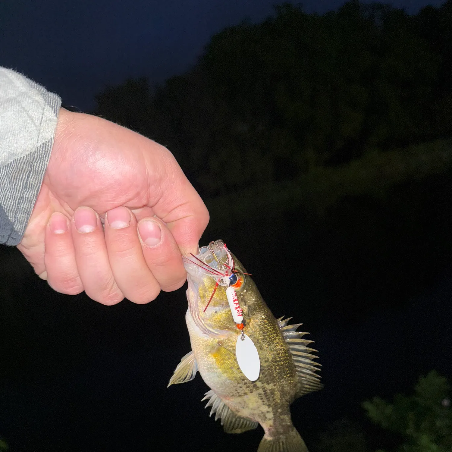 Rock bass caught on Fishbrain