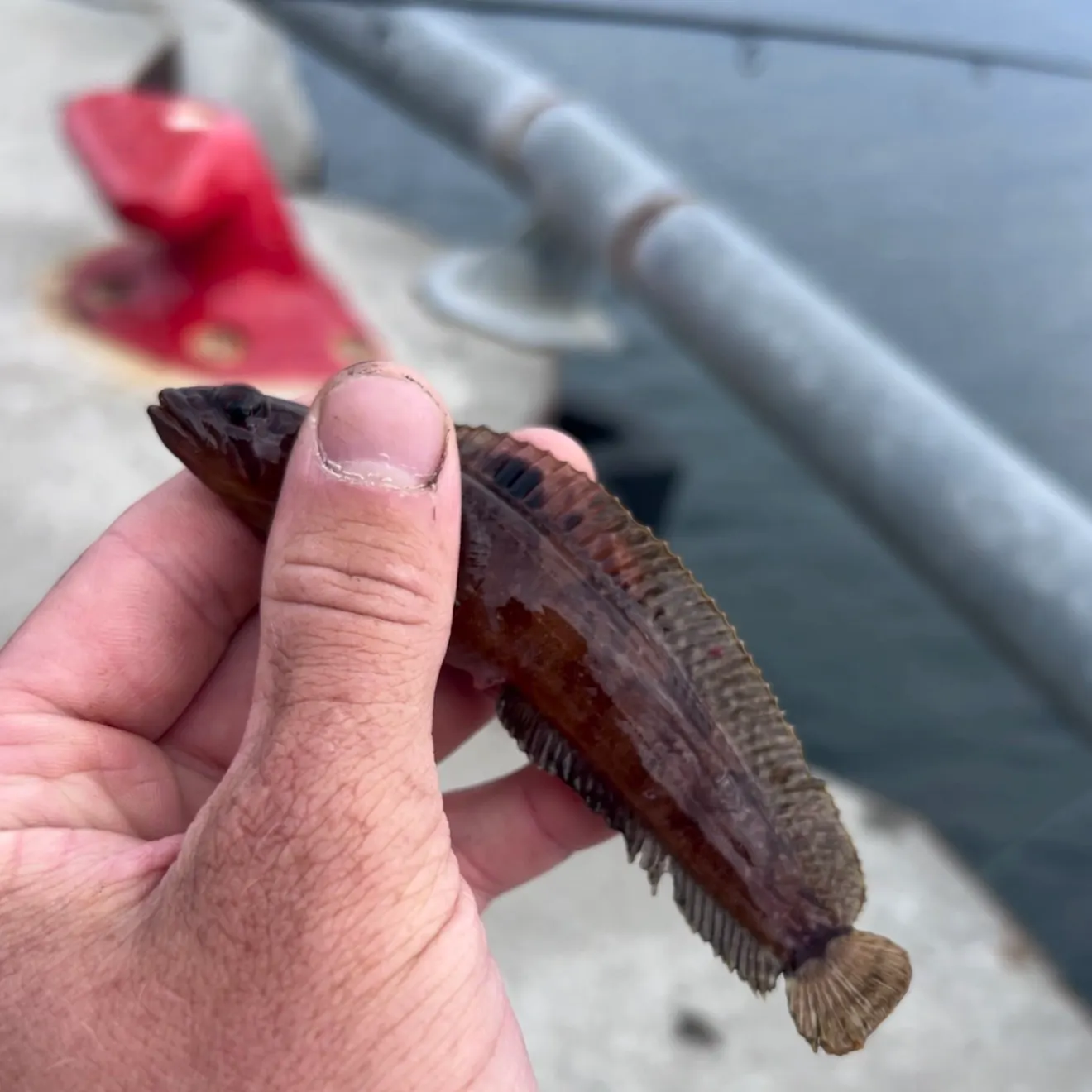 The most recent Radiated shanny catches on Fishbrain
