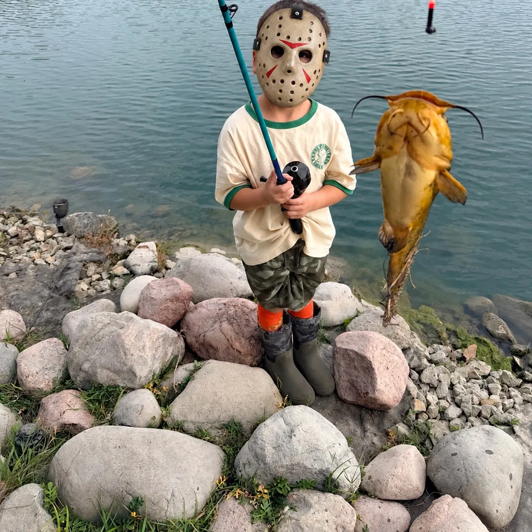 Yellow bullhead caught on Fishbrain