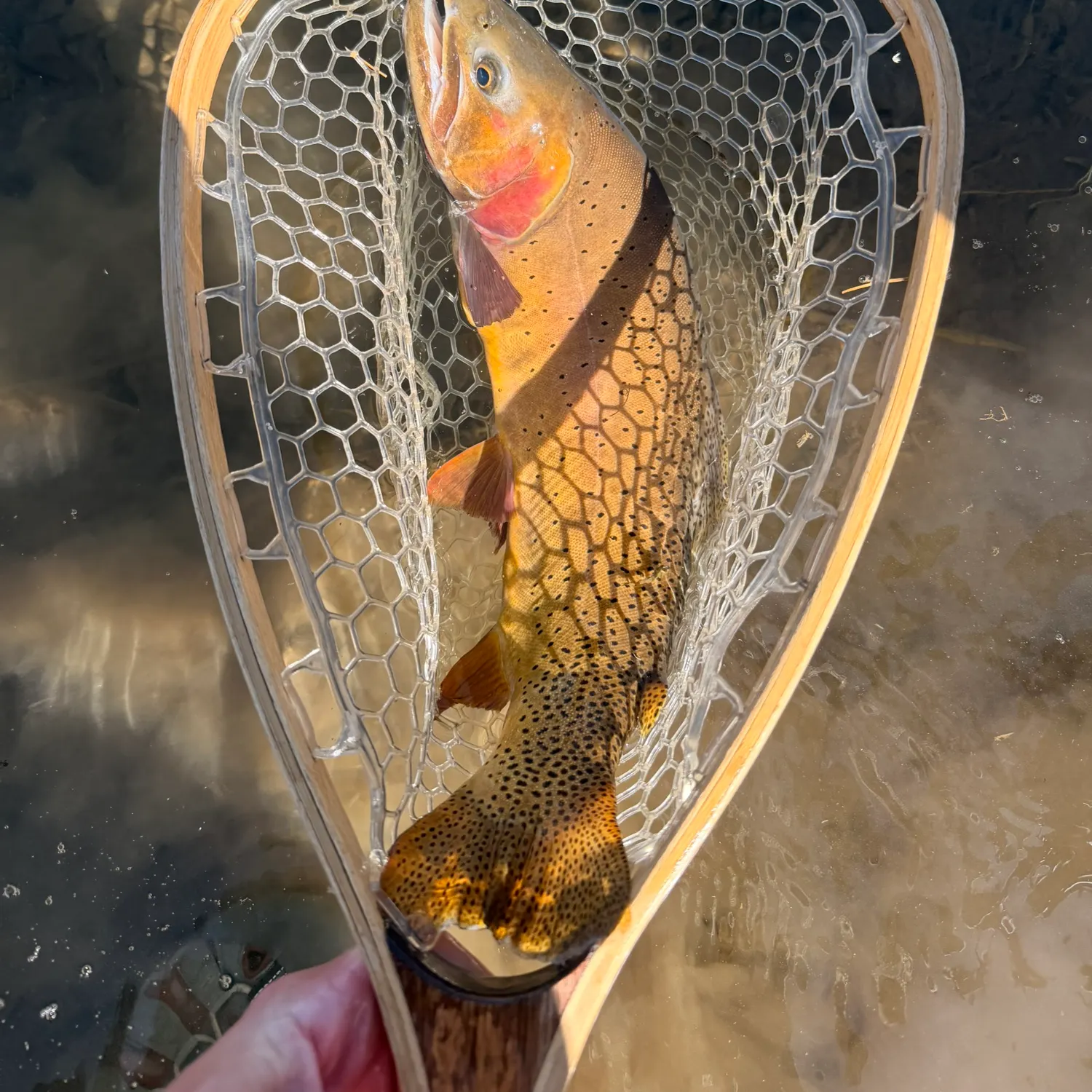 Yellowstone cutthroat trout caught on Fishbrain