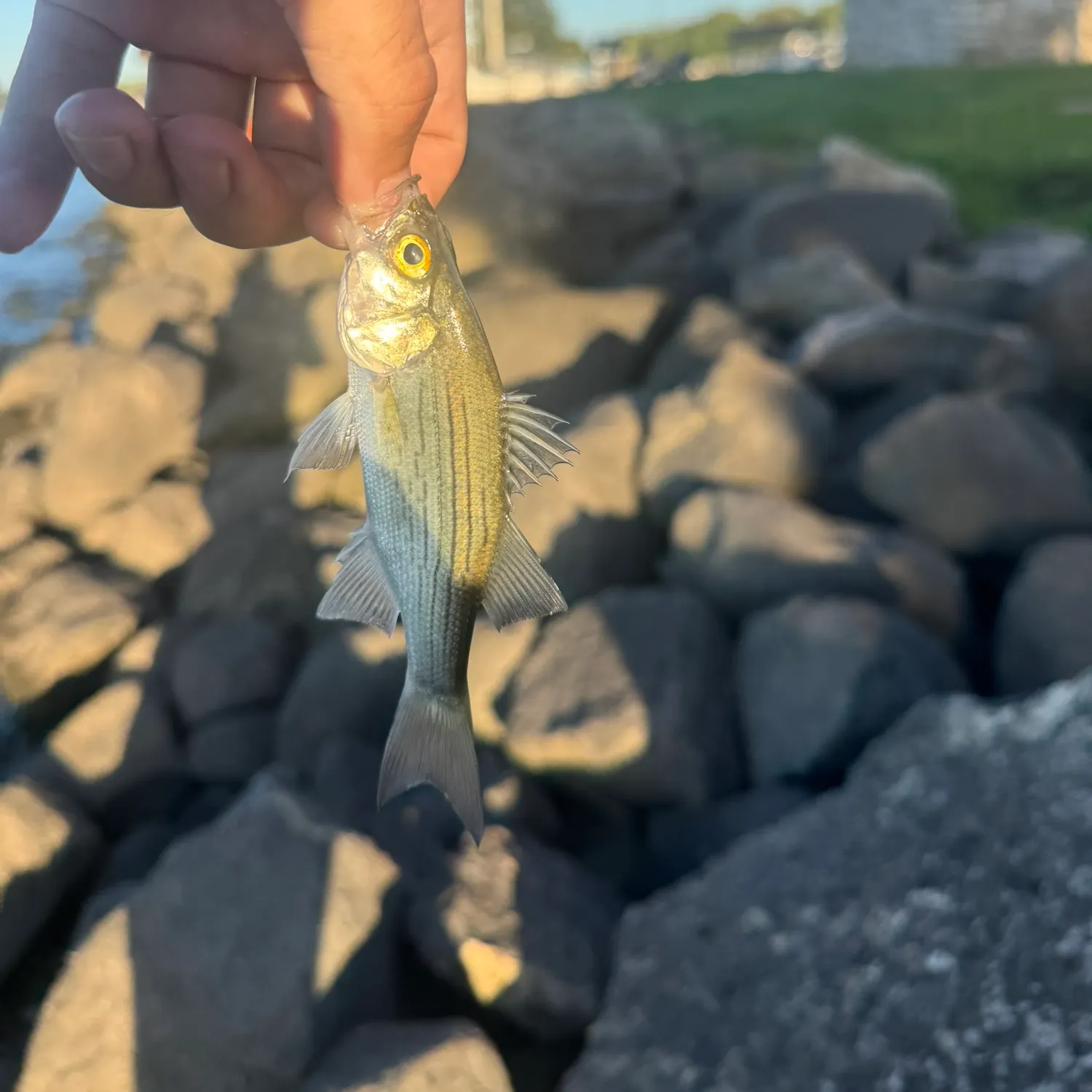 White bass caught on Fishbrain