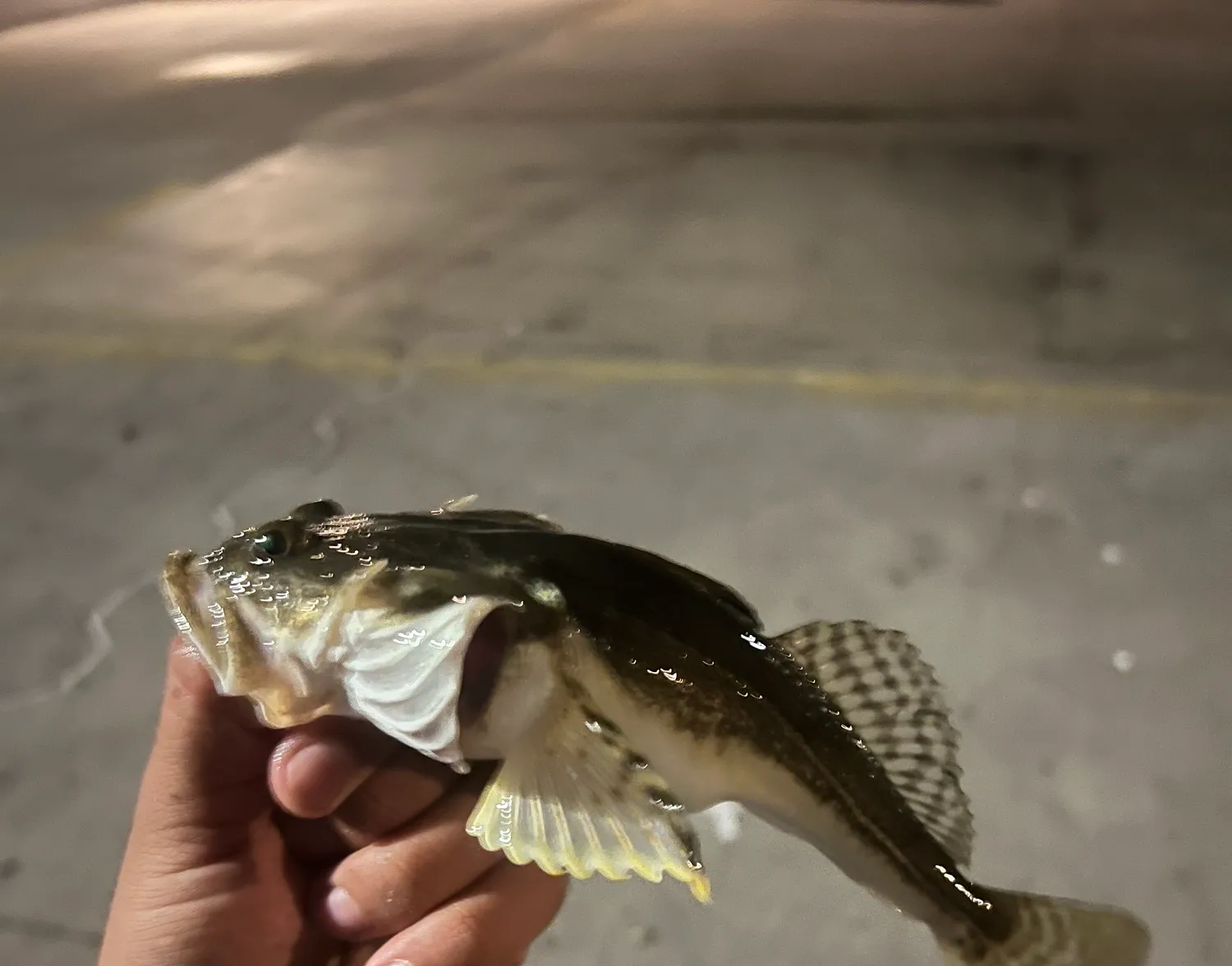 Pacific staghorn sculpin