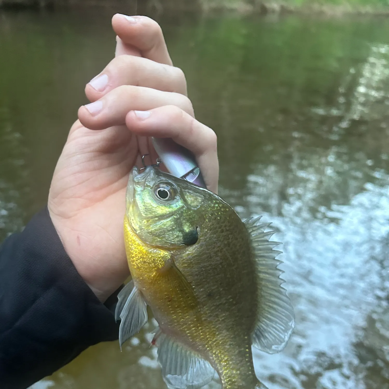 Bluegill caught on Fishbrain