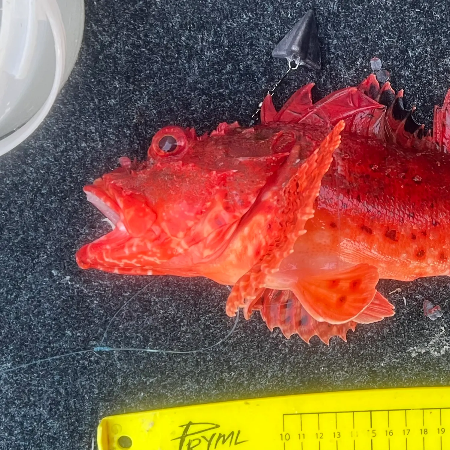 The most recent Eastern red scorpionfish catches on Fishbrain