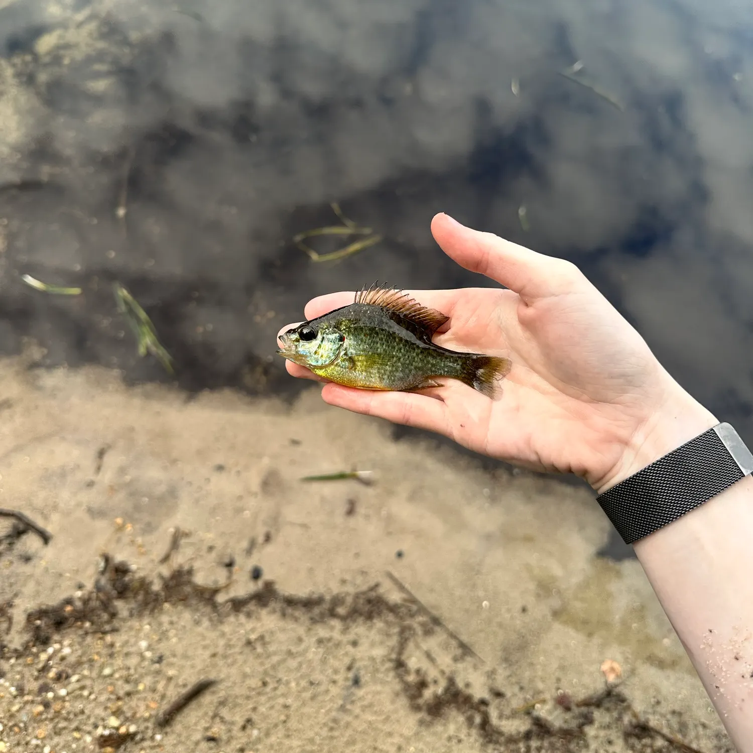 Bluegill caught on Fishbrain