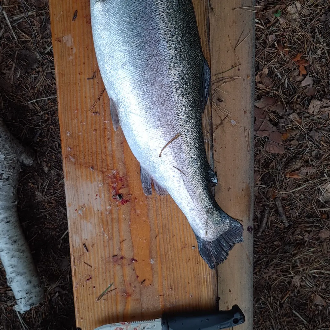 angler catch
