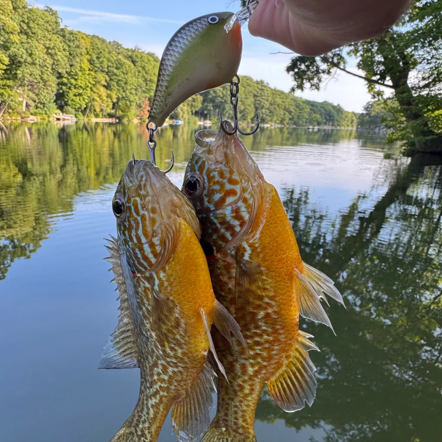 Pumpkinseed caught on Fishbrain