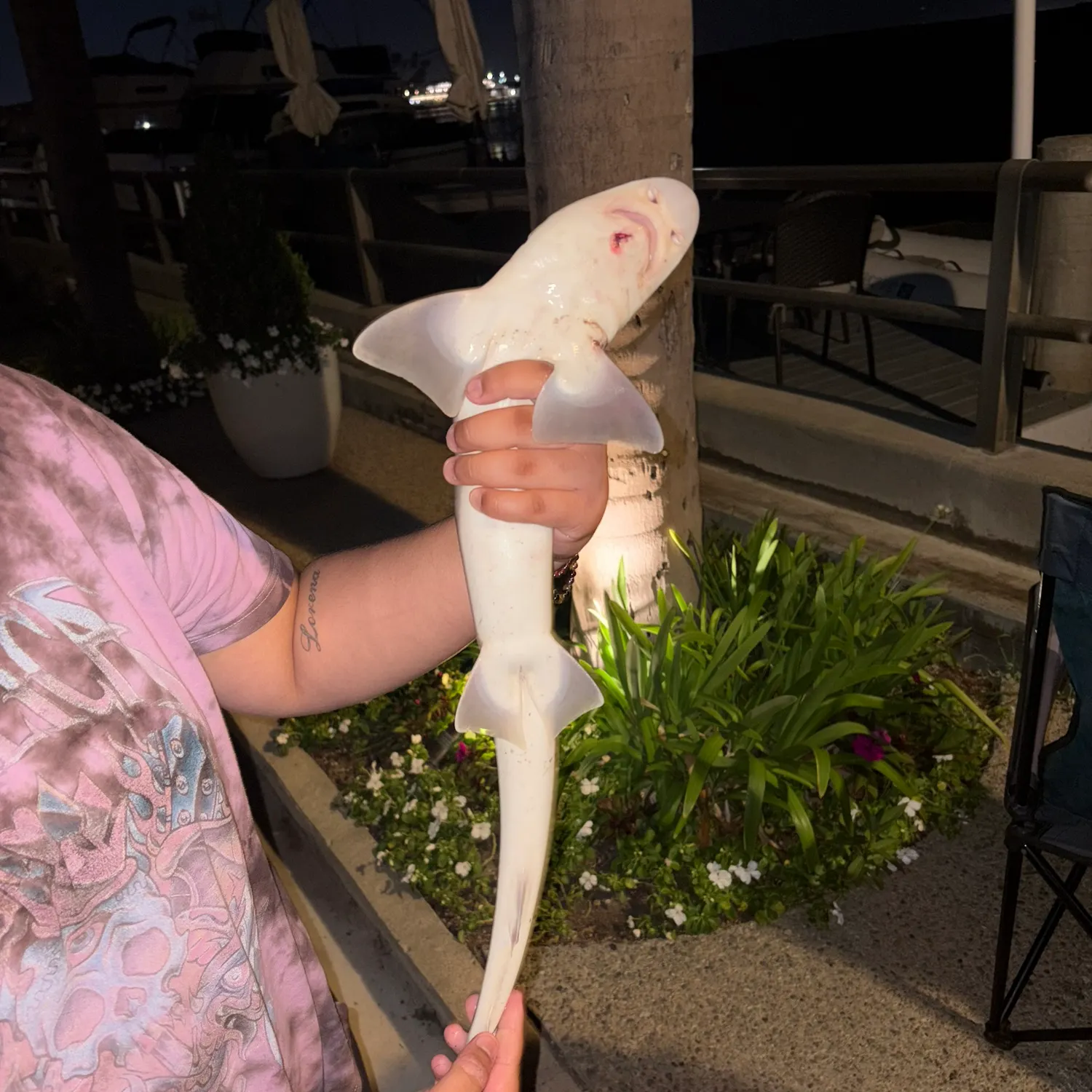 Grey smooth-hound caught on Fishbrain