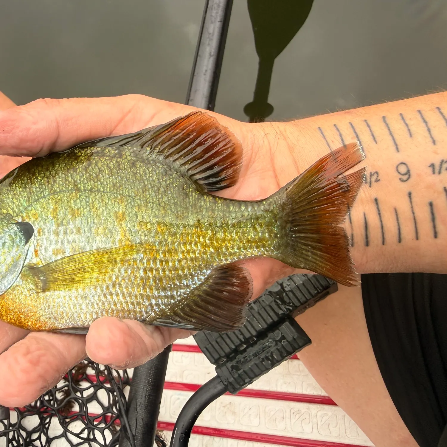 Bluegill caught on Fishbrain