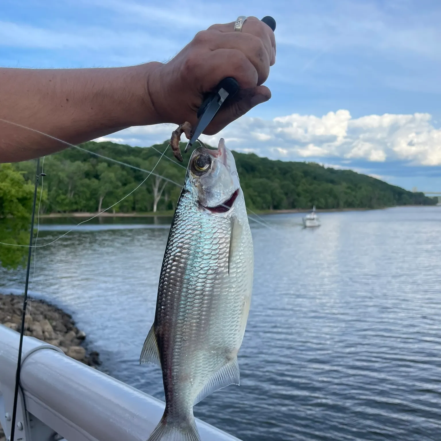 The most recent Goldeye catches on Fishbrain