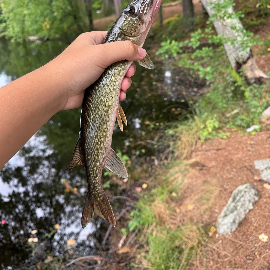 Chain pickerel caught on Fishbrain